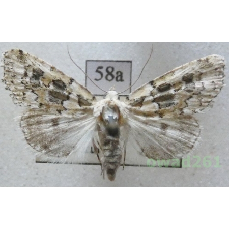 Bryophila domestica (Hufnagel, 1766) Czech58a